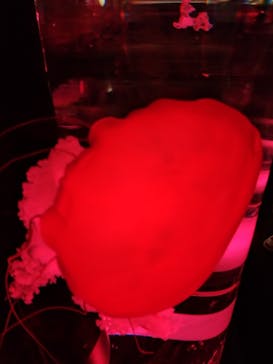 マクセル アクアパーク品川に投稿された画像（2024/8/26）