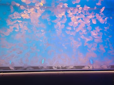 アクアワールド茨城県大洗水族館に投稿された画像（2024/8/26）