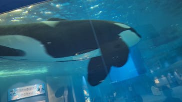 名古屋港水族館に投稿された画像（2024/8/26）