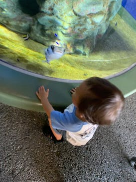 アクアワールド茨城県大洗水族館に投稿された画像（2024/8/26）