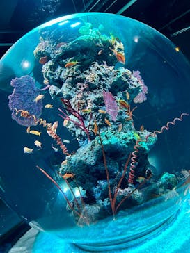 AQUARIUM × ART　atoaに投稿された画像（2024/8/26）