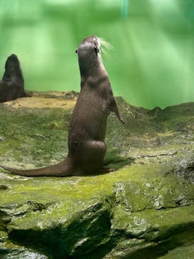 しながわ水族館に投稿された画像（2024/8/26）