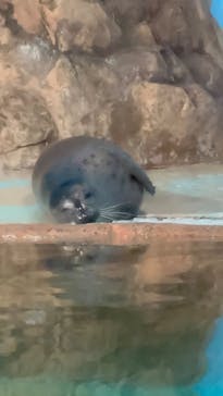 しながわ水族館に投稿された画像（2024/8/26）