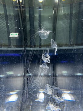 名古屋港水族館に投稿された画像（2024/8/26）