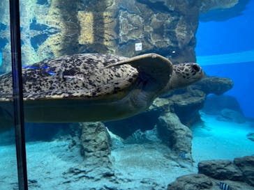 名古屋港水族館に投稿された画像（2024/8/26）