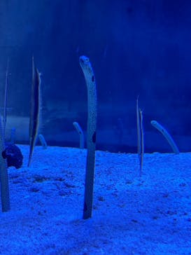 名古屋港水族館に投稿された画像（2024/8/26）