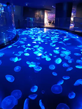 すみだ水族館に投稿された画像（2024/8/26）