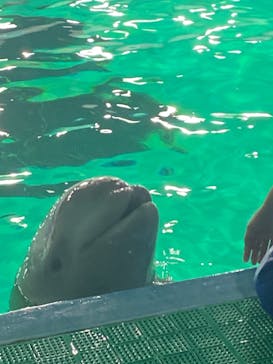 鴨川シーワールドに投稿された画像（2024/8/26）