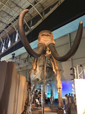 巨大恐竜展2024に投稿された画像（2024/8/26）