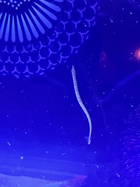 マクセル アクアパーク品川に投稿された画像（2024/8/26）