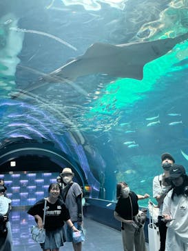 マクセル アクアパーク品川に投稿された画像（2024/8/26）