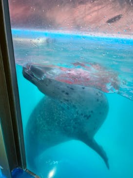 ゼロ距離水族館 伊勢シーパラダイスに投稿された画像（2024/8/26）
