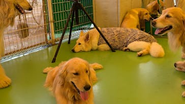 つくばわんわんランドに投稿された画像（2024/8/26）