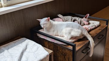 つくばわんわんランドに投稿された画像（2024/8/26）