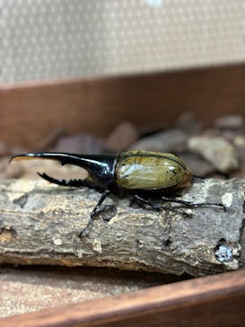 JOYPOLIS 特別イベントスペースに投稿された画像（2024/8/26）