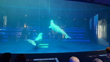 島根県立 しまね海洋館に投稿された画像（2024/8/26）