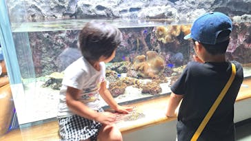 島根県立 しまね海洋館に投稿された画像（2024/8/26）