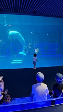 島根県立 しまね海洋館に投稿された画像（2024/8/26）