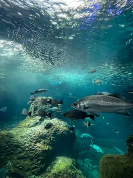 新江ノ島水族館に投稿された画像（2024/8/26）