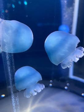 新江ノ島水族館に投稿された画像（2024/8/26）