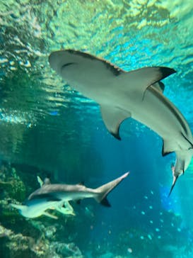 マクセル アクアパーク品川に投稿された画像（2024/8/26）