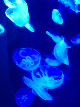 マリンワールド海の中道に投稿された画像（2024/8/26）