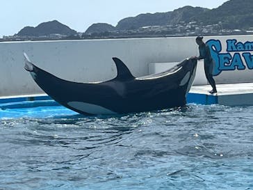 鴨川シーワールドに投稿された画像（2024/8/26）