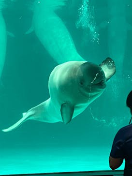 鴨川シーワールドに投稿された画像（2024/8/26）