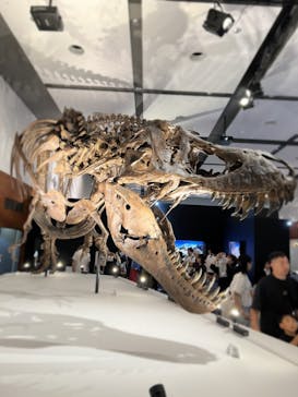 DinoScience 恐竜科学博 ～ララミディア大陸の恐竜物語～ 2024@OSAKAに投稿された画像（2024/8/26）