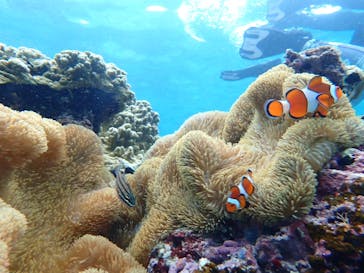 nico 宮古島に投稿された画像（2024/8/26）