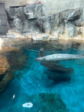 大分マリーンパレス水族館 「うみたまご」に投稿された画像（2024/8/26）