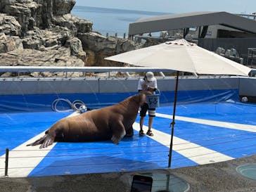 大分マリーンパレス水族館 「うみたまご」に投稿された画像（2024/8/26）