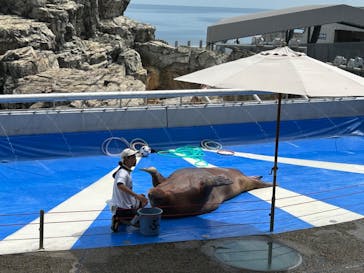 大分マリーンパレス水族館 「うみたまご」に投稿された画像（2024/8/26）