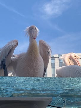 サンシャイン水族館に投稿された画像（2024/8/26）