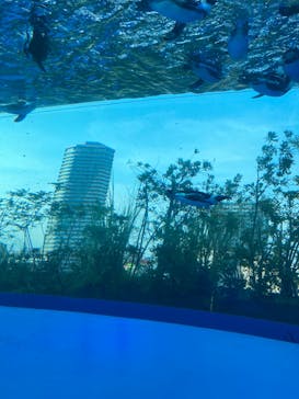 サンシャイン水族館に投稿された画像（2024/8/26）