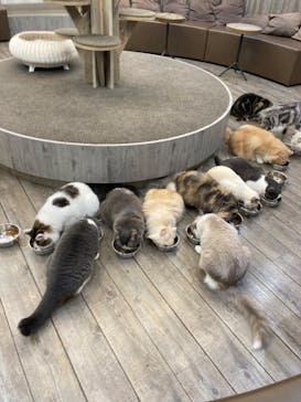 猫カフェモカ　立川店に投稿された画像（2024/8/26）