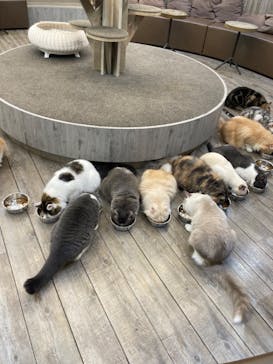 猫カフェモカ　立川店に投稿された画像（2024/8/26）