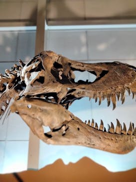 巨大恐竜展2024に投稿された画像（2024/8/26）