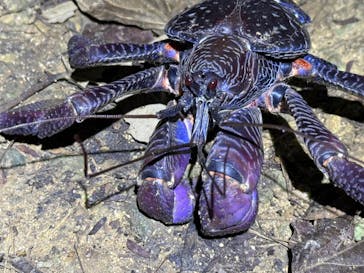 西表島 ADVENTURE PiPi（アドベンチャーピピ）に投稿された画像（2024/8/26）