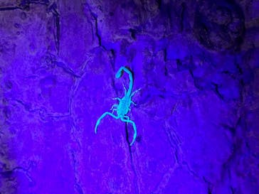 西表島 ADVENTURE PiPi（アドベンチャーピピ）に投稿された画像（2024/8/26）