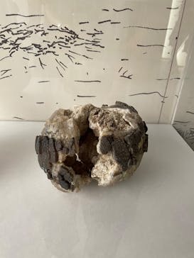 巨大恐竜展2024に投稿された画像（2024/8/26）