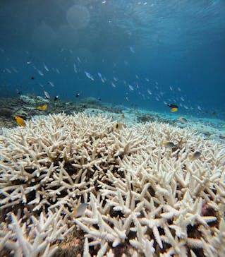 西表島 ADVENTURE PiPi（アドベンチャーピピ）に投稿された画像（2024/8/26）