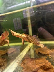 ゆるゆる図鑑　アマゾン展に投稿された画像（2024/8/26）