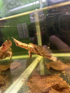 ゆるゆる図鑑　アマゾン展に投稿された画像（2024/8/26）