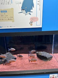 ゆるゆる図鑑　アマゾン展に投稿された画像（2024/8/26）