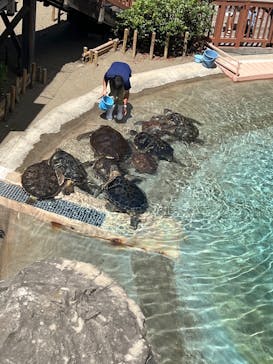 新江ノ島水族館に投稿された画像（2024/8/27）