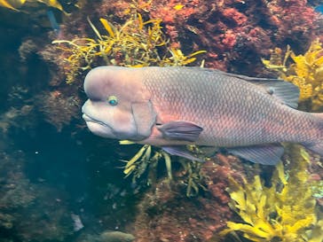新江ノ島水族館に投稿された画像（2024/8/27）