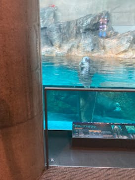 大分マリーンパレス水族館 「うみたまご」に投稿された画像（2024/8/27）