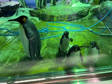 島根県立 しまね海洋館に投稿された画像（2024/8/26）