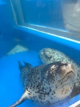 島根県立 しまね海洋館に投稿された画像（2024/8/26）